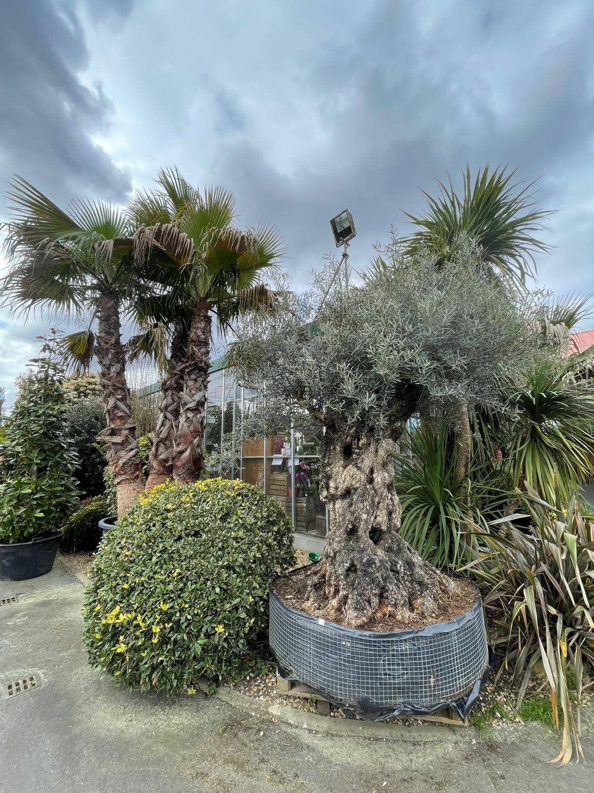 PLANTES D'EXTÉRIEUR