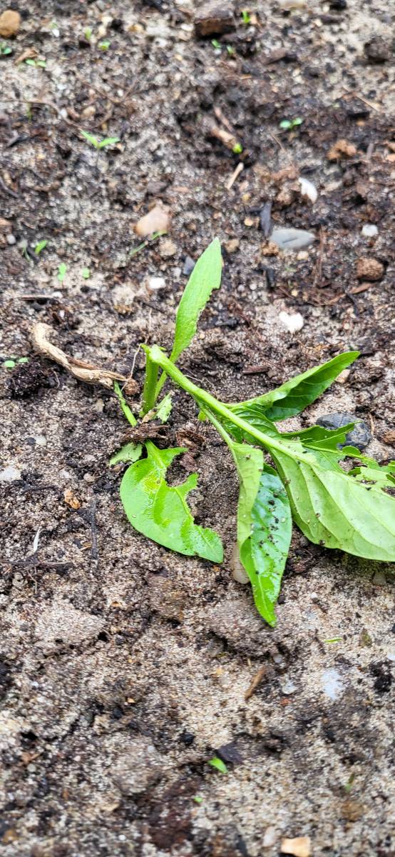 Les bêtes qui abîment votre potager : comment les identifier et les éliminer ?