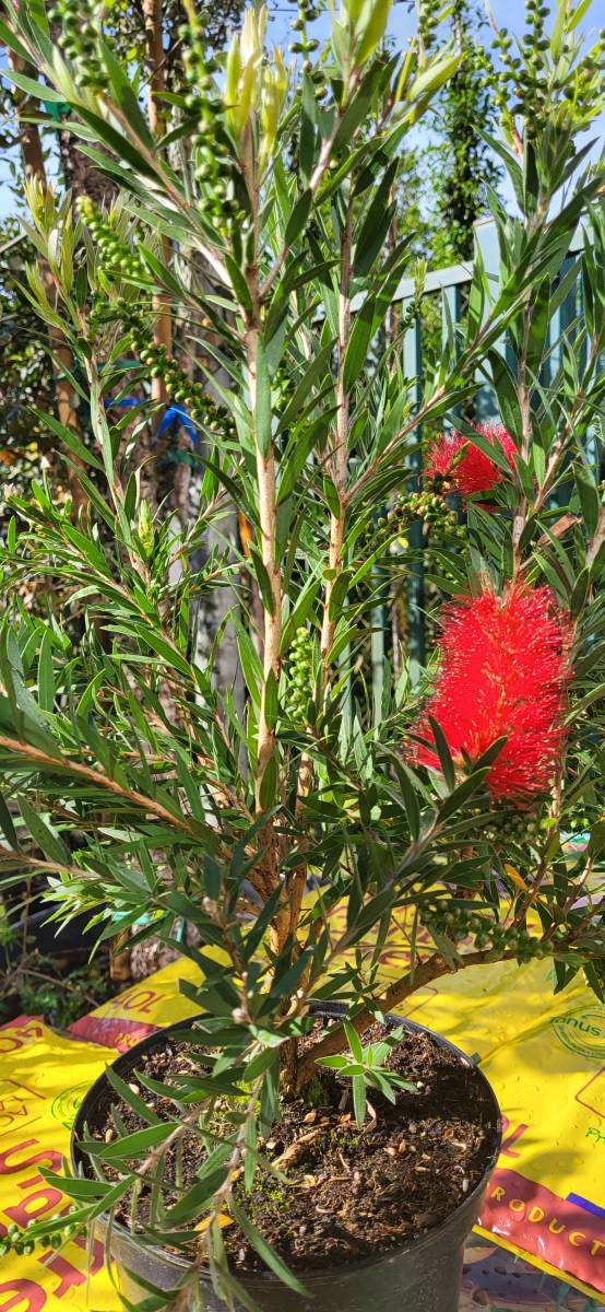 Où trouver la plante rince doigt ou la Callistemon sur le bassin ?
