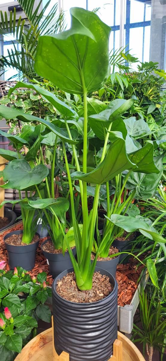 Craquez pour une Alocasia cucullata dans votre jardinerie proche d'Andernos