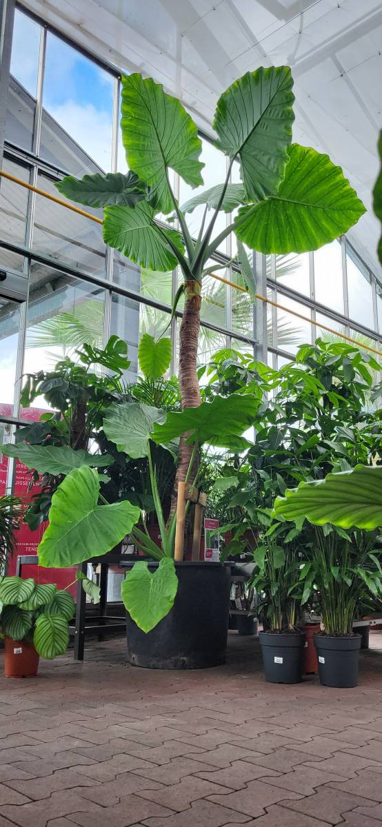 La Fascinante Alocasia gageana 'California': Un Jardin Tropicale au Cœur du Bassin d'Arcachon