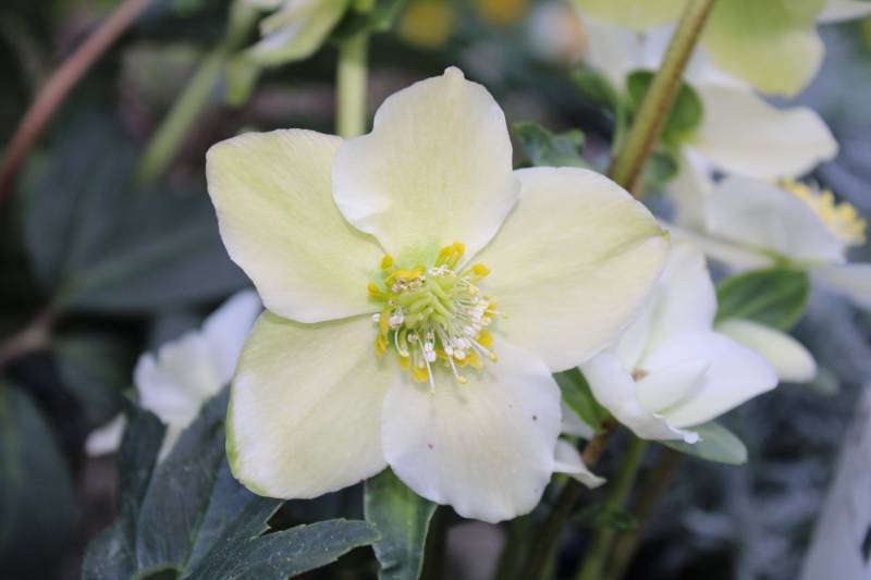 Où trouver des Hellébores proches du bassin d’Arcachon ?