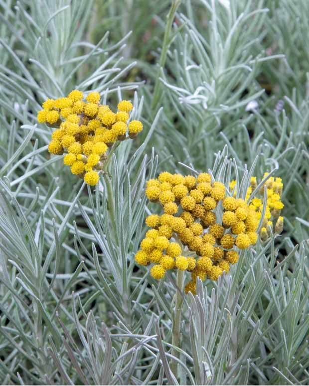 Où acheter sa Plante Curry sur lège cap ferret ?