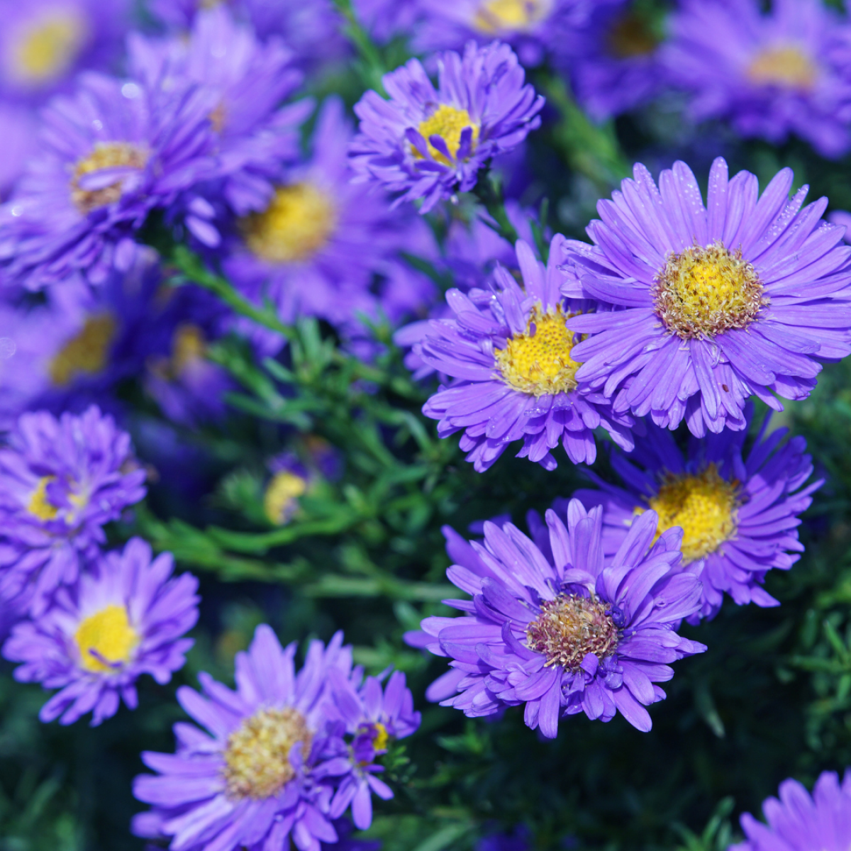 Asters : Les Plantes Vivaces Colorées pour Votre Jardin