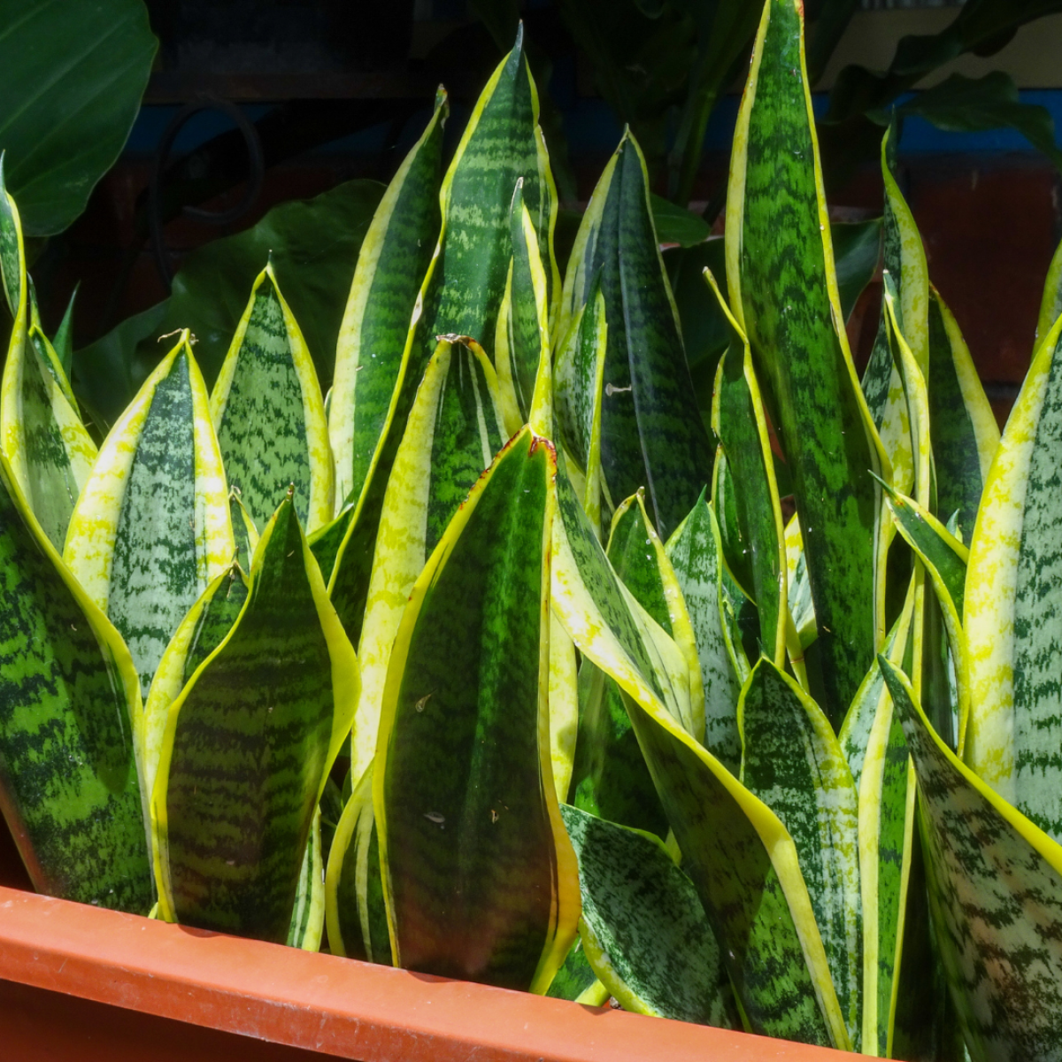 Sansevière : La Plante d'Intérieur Robuste et Décorative