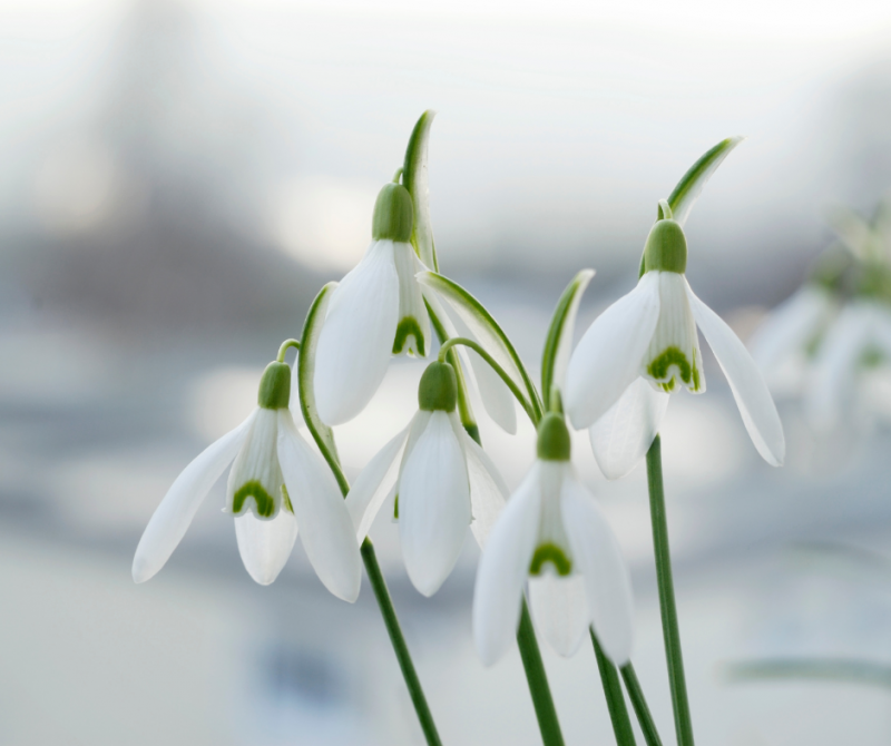 Découvrez nos Idées Cadeaux, Préparez votre Potager et Explorez les Fleurs de Février !