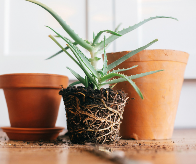 Comment rempoter sa plante ? quelques étapes efficaces pour rempoter sa plante à l'étroite