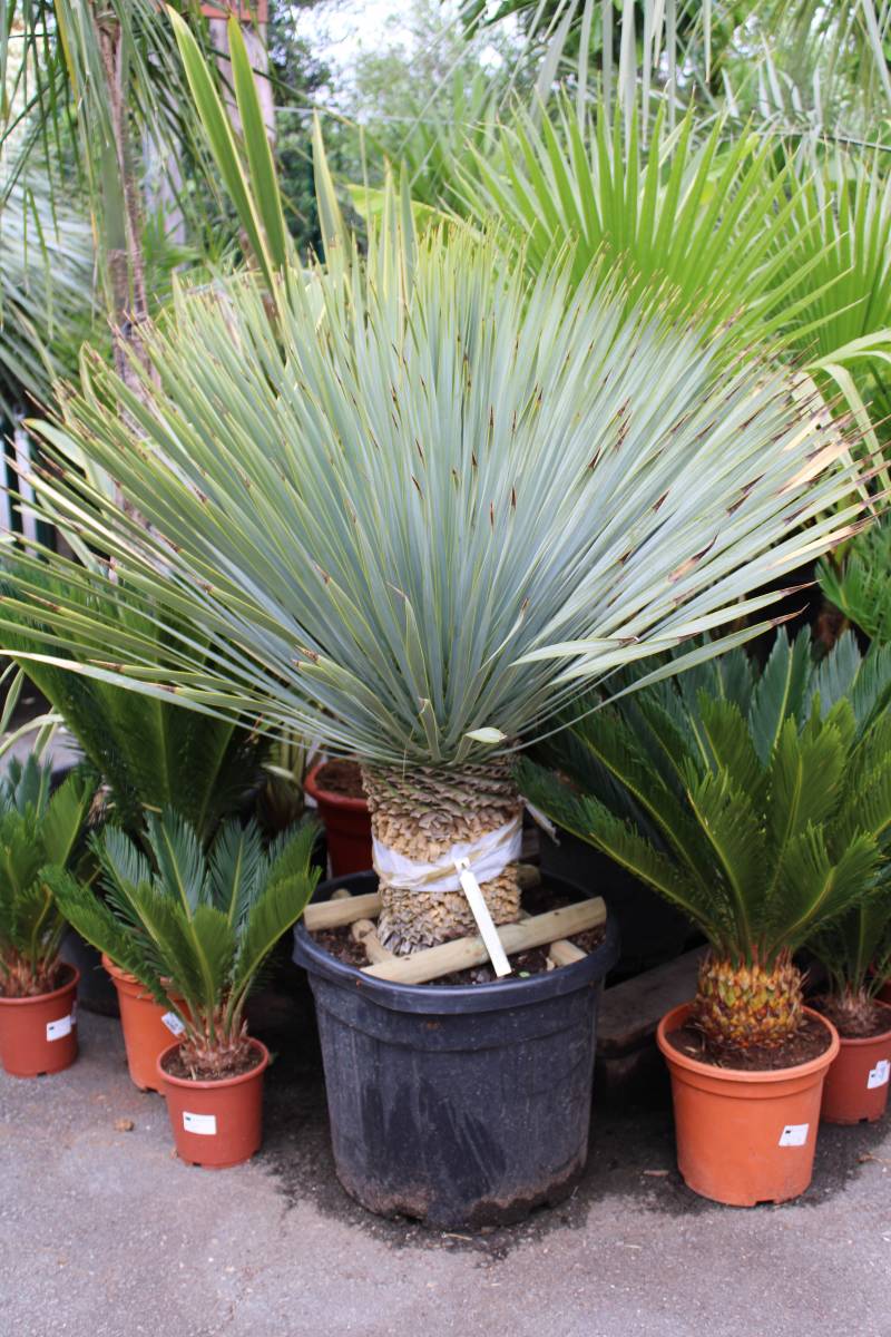 Où acheter des Yuccas d’extérieur sur le Bassin d’Arcachon ?