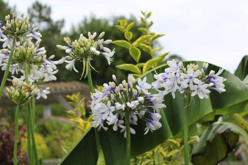 Où trouver des plantes à louer pour mon mariage sur la Bassin d’Arcachon