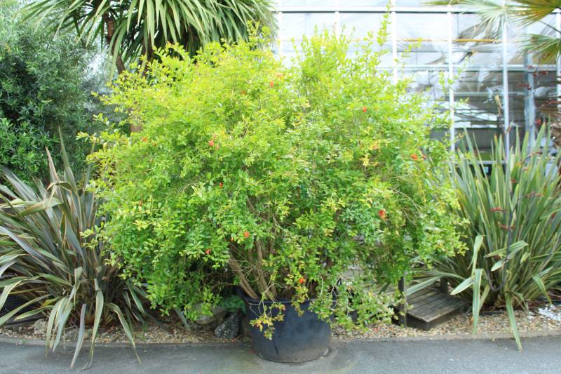 Vente de grandes plantes extérieurs  à la Jardinerie Delbard Le Porge sur le bassin d’Arcachon.