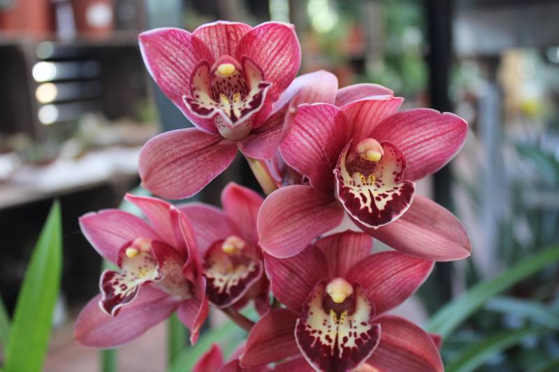 Où trouver des orchidées Cymbidium sur le bassin d’Arcachon ?