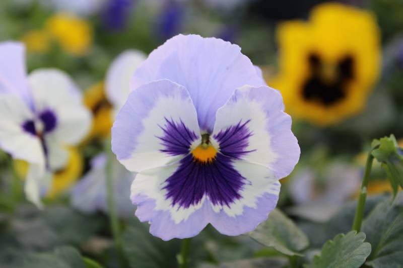 Où trouver des pensées sur le bassin d’Arcachon ?