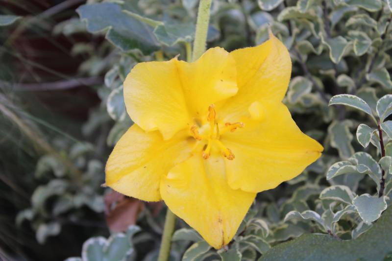 Où trouver des Fermontia de Californie sur le Bassin d’Arcachon ?