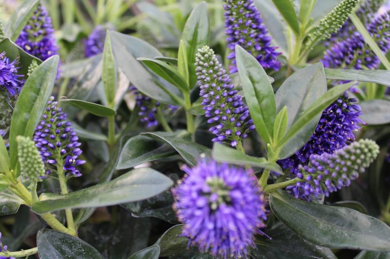 Où trouver de la véronique arbustive sur le bassin d’Arcachon ?