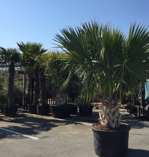 Palmeraie au Bassin d'Arcachon, vente de palmiers en pépinière
