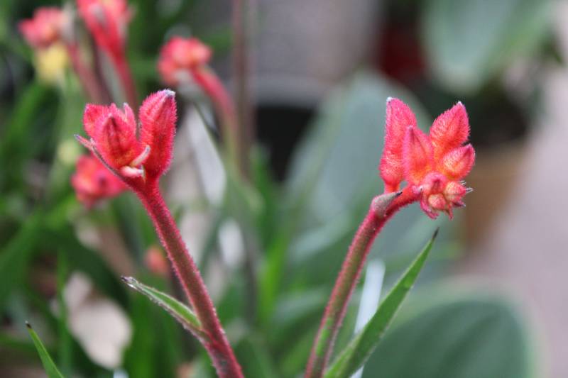 Où trouver des plantes atypiques sur le bassin d’Arcachon ?
