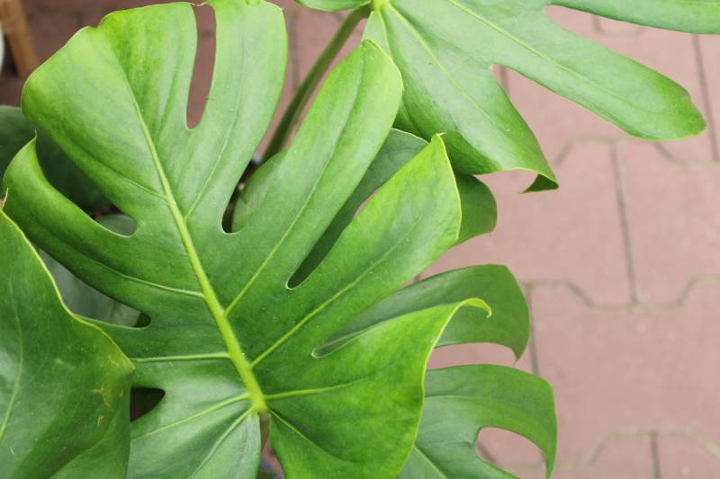 Où acheter des Monsteras d’intérieur proche du Bassin d’Arcachon ?