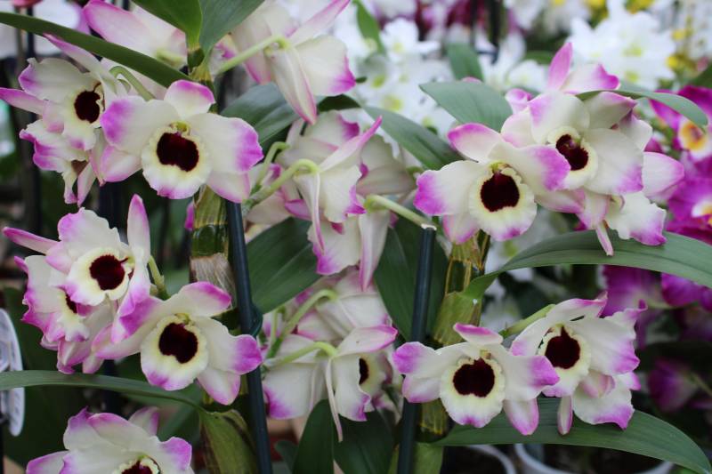 Entretien d’une orchidée Bambou soit une Dendrobium par la Jardinerie Delbard Le Porge proche bassin d’Arcachon.