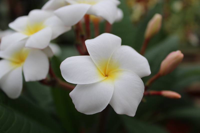Où trouver des frangipaniers sur le bassin d’Arcachon ?