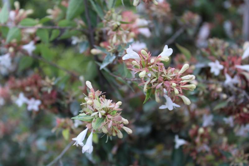 Plante de haie fleurie, nommée Abélia Grandiflora, à acheter proche du Bassin d’Arcachon. 