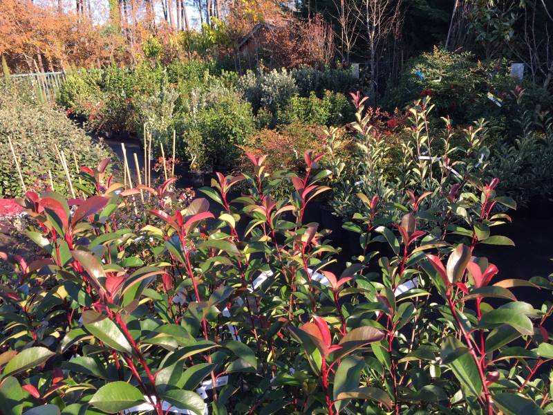 Plantes de haie proche de Marcheprime