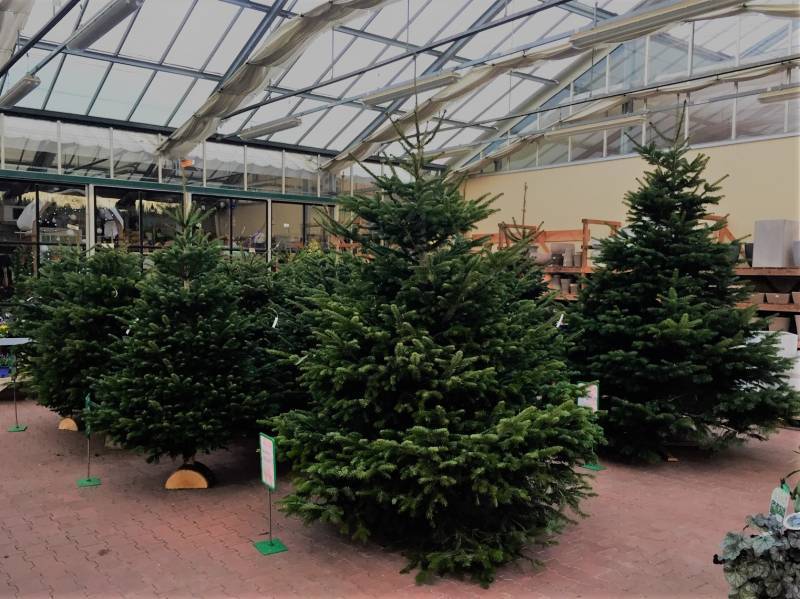 Les Sapins Nordmann : L’élégance et la durabilité pour un Noël parfait