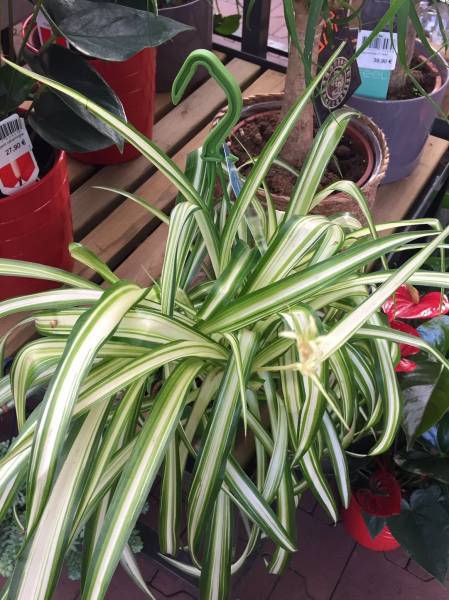 Achat Chlorophytum comosum ou plante araignée à Lacanau.