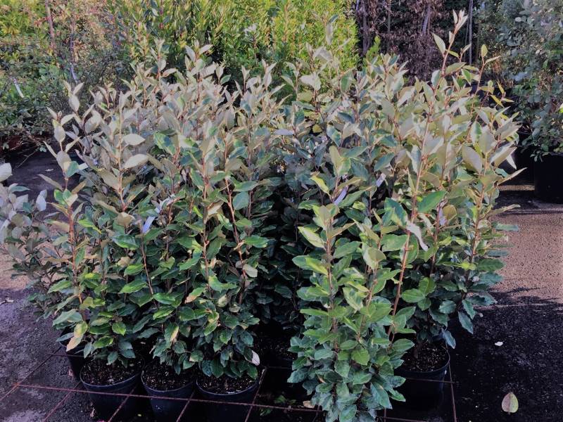 Plante de haie, Eleagnus ebbingei à Lacanau