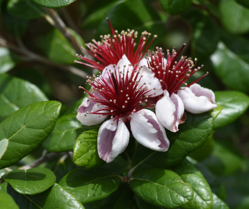 Feijoa: Tout Ce Qu'il Faut Savoir sur ce Fruit Exotique et Délicieux, disponible à la Jardinerie delbard Gassian proche de lège cap ferret
