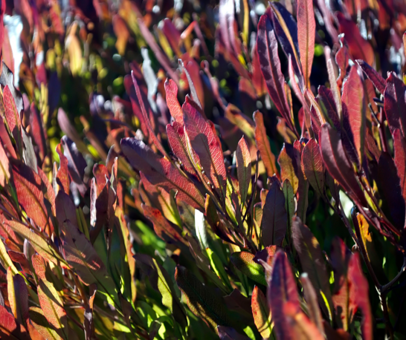 Vente de Dodonaea, beau sujet buissonnier pour aménagement paysager, avec fleur proche de Lège Cap Ferret