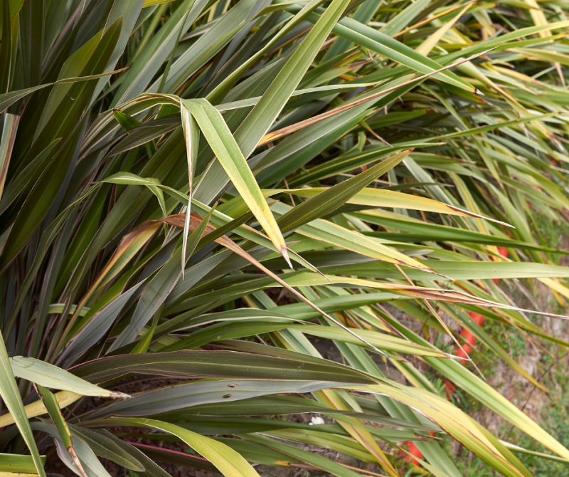 Phormium grand et résistant pas cher, à vendre sur la presqu'ile de Lège Cap Ferret.