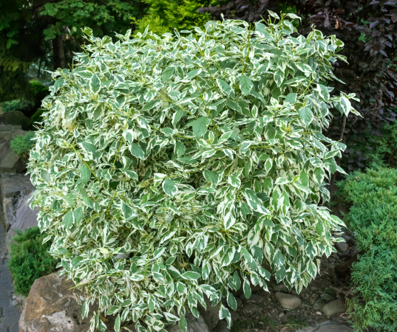 Le Ficus : comment entretenir cette plante, arrosage, taille,et conseils pour la faire grandir 