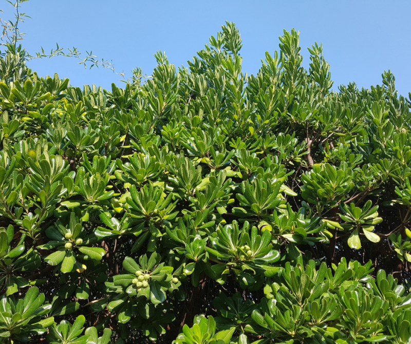 Pittosporum tobira : Un Arbuste Idéal pour les Jardins du Cap Ferret et de Lacanau