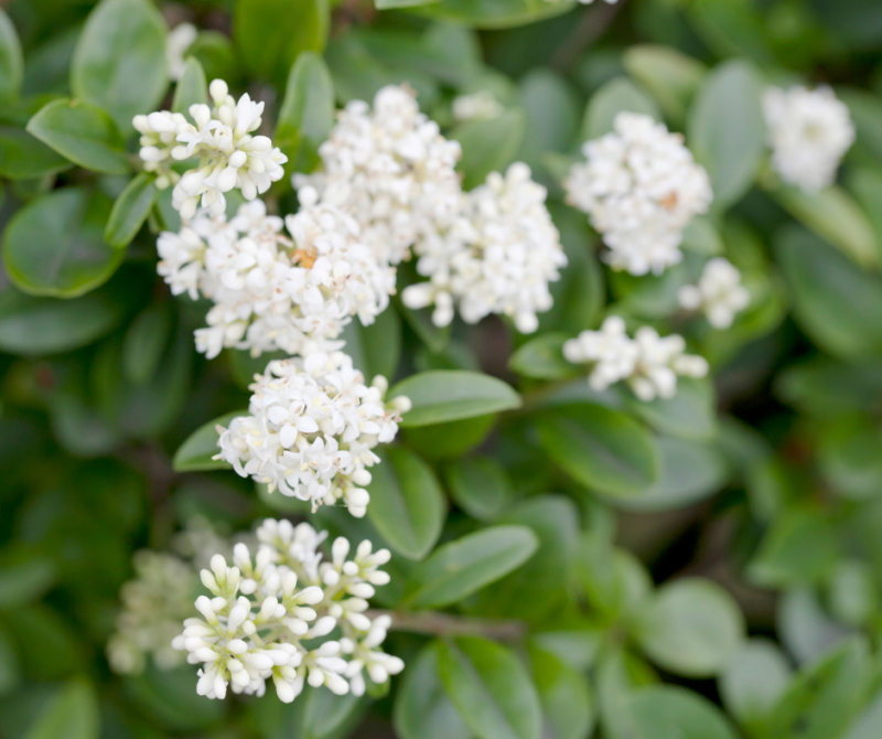 Ligustrum japonicum : Un Arbuste Persistant pour Vos Haies à Lège-Cap-Ferret et Lacanau