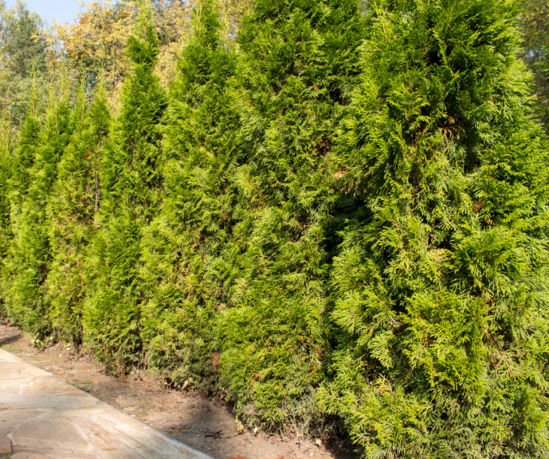 Thuya Émeraude : Une Haie Parfaite pour Vos Jardins à Le Porge, Lège-Cap-Ferret et Arès