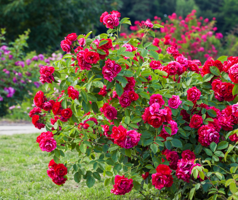 Rosiers en Tout Genre : Embellissez Votre Jardin avec Élégance vers Arès, Lège cap ferret, Claouey et ses alentours