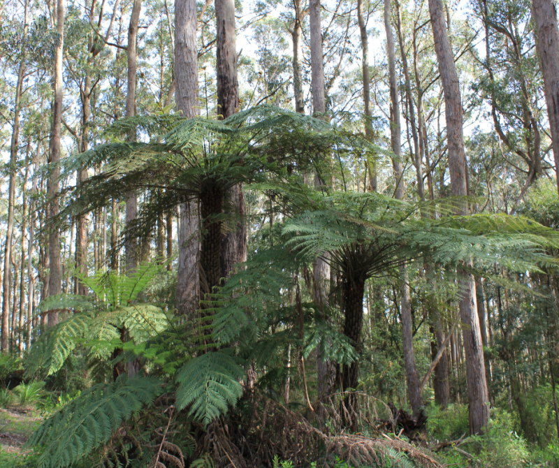 Dicksonia antarctica : La Fougère Arborescente Exotique a lège cap ferret, et sur la presqu'ile du cap ferret