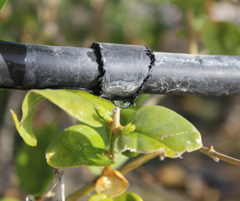 Économiser l'eau en été : Conseils pratiques pour préserver vos plantes et l'environnement