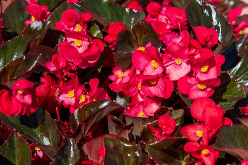 Achat de Begonia fleurit et pas chère, plante d'extérieur incontournable sur La presqu'ile du cap ferret