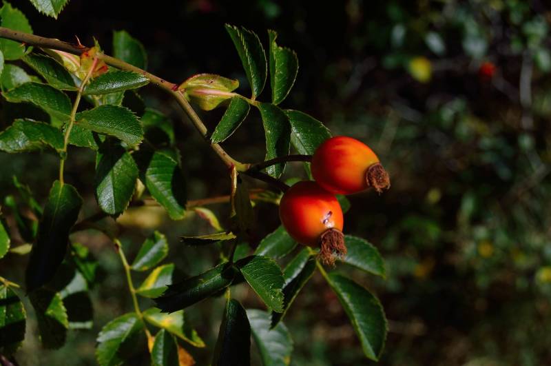 Vente de Goji (lyciet) à la Jardinerie Gassian Delbard proche du Bassin d’Arcachon
