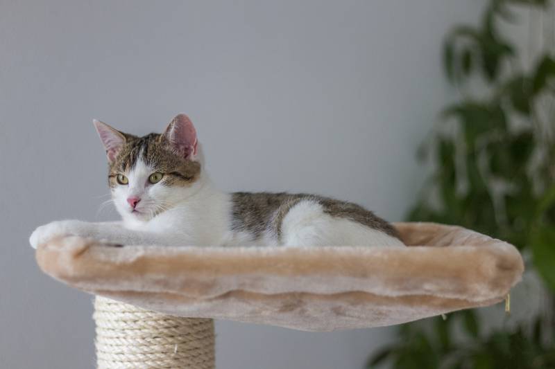 Ventes de jouets pour chats au Bassin d'Arcachon dans votre jardinerie Delbard