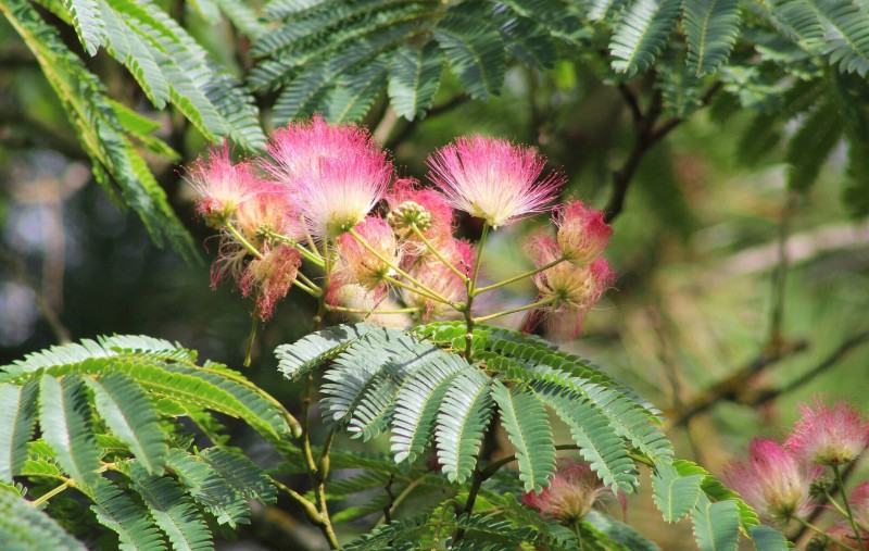 Où trouver un Albizia, arbre à soie à Lacanau ?