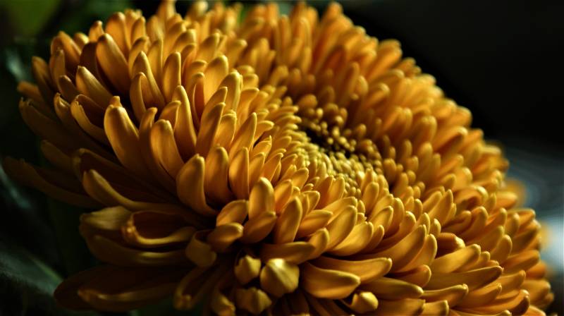 Acheter des chrysanthèmes à la Toussaint pour fleurir les tombes au Bassin d'Arcachon et à Lacanau