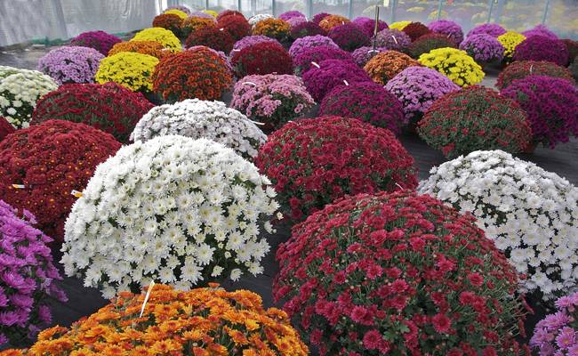 Où Acheter ses Chrysanthèmes sur Lège Cap Ferret, Le Bassin d'Arcachon ?