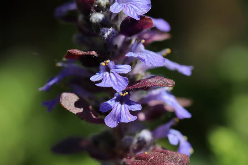 Où trouver des bugles rampantes proche d’Andernos les bains ?