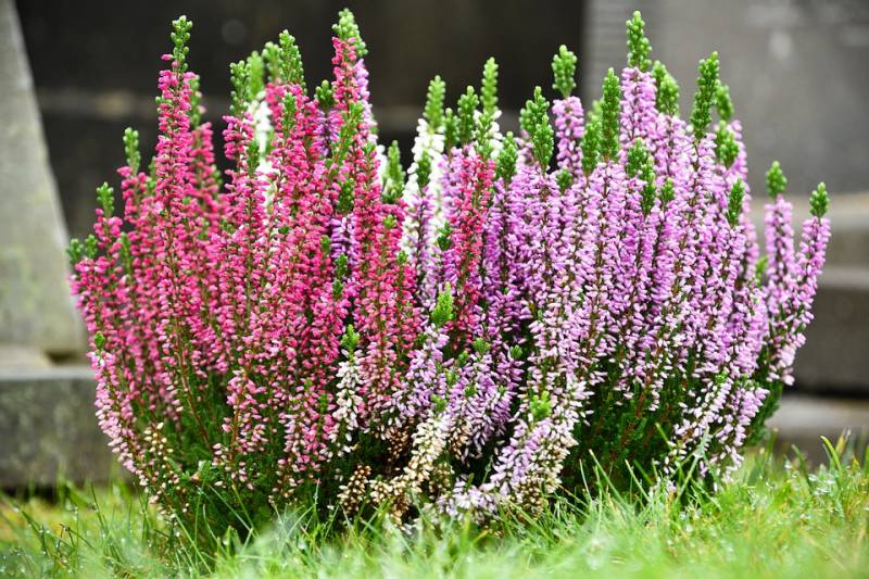 Vente de bruyère Erica dans votre Jardinerie Delbard Le Porge