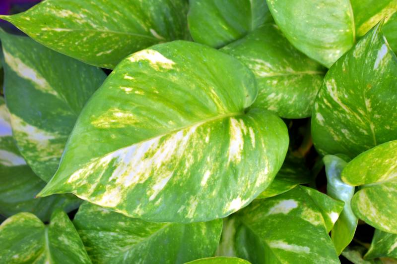 Vente de pothos  à la Jardinerie Delbard Le Porge proche du bassin d’Arcachon.