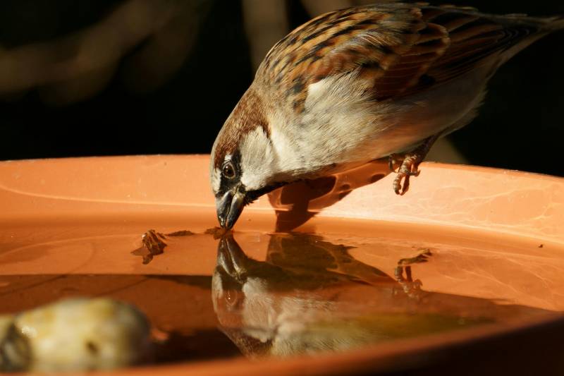 Où trouver des mangeoires pour les oiseaux du jardin proche d’Andernos les bains ?