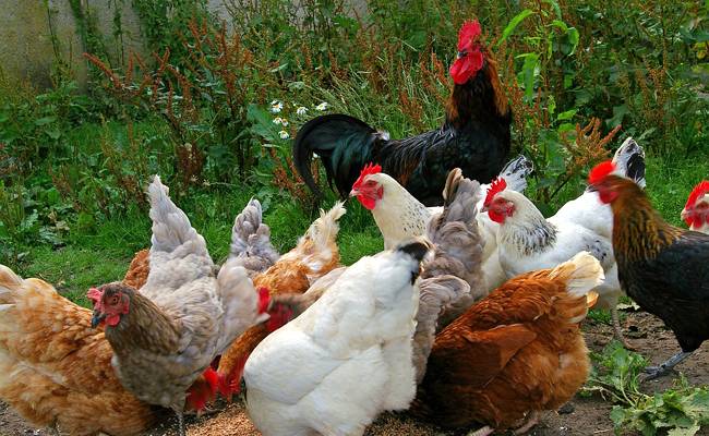 Le coq 33680 clearance