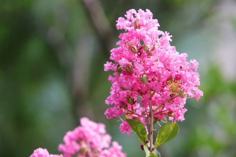 Lagerstroemia en vente à la Jardinerie Delbard Le Porge situé proche du Bassin d’Arcachon.